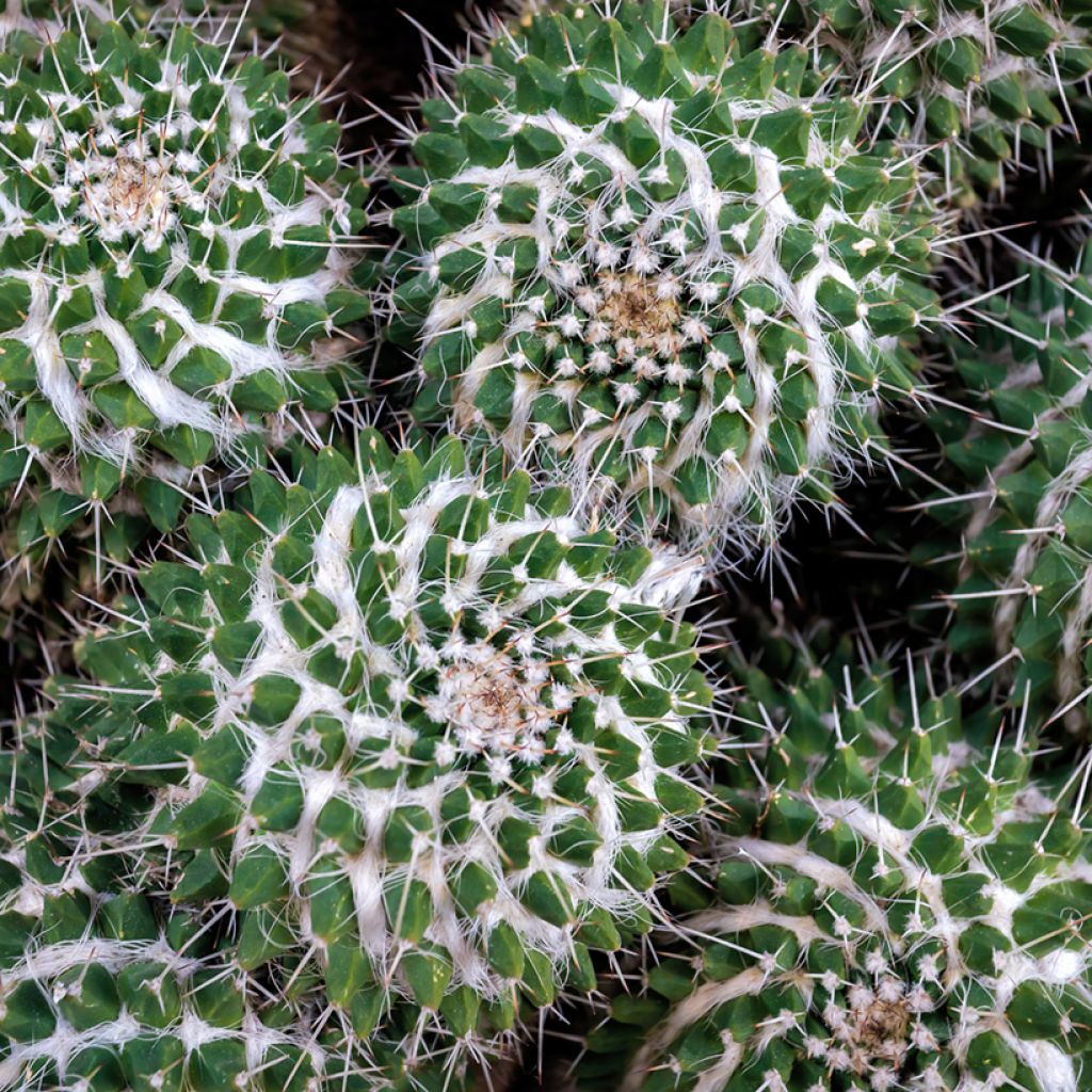 Mammillaria compressa - Tepelcactus