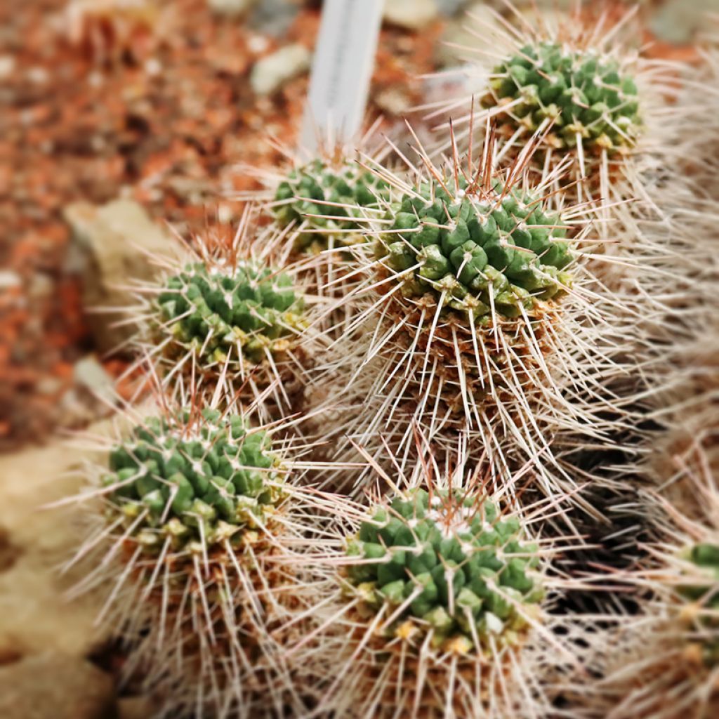 Mammillaria compressa - Tepelcactus