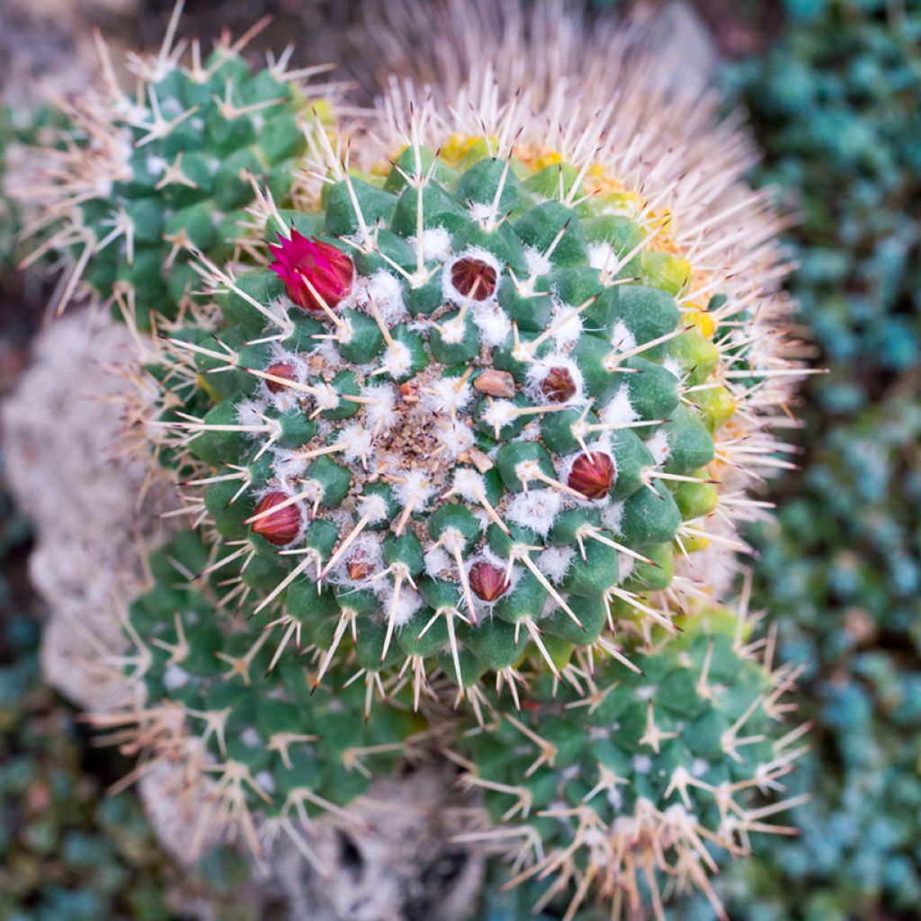 Mammillaria compressa - Tepelcactus