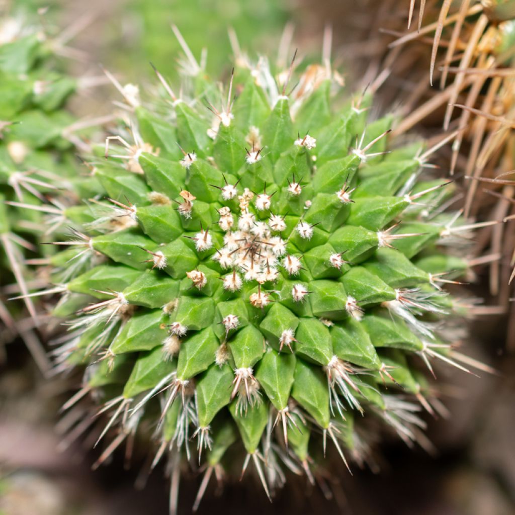 Mammillaria compressa - Tepelcactus