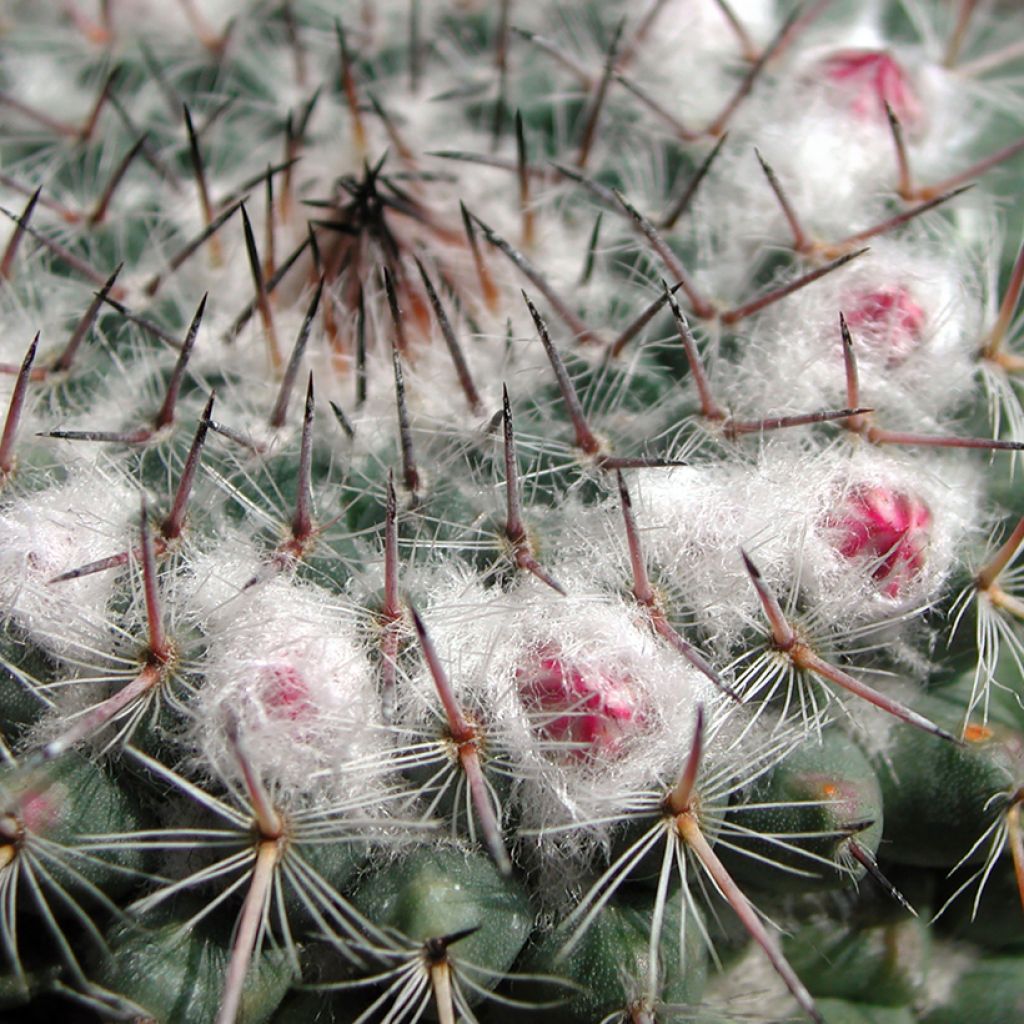 Mammillaria compressa - Tepelcactus