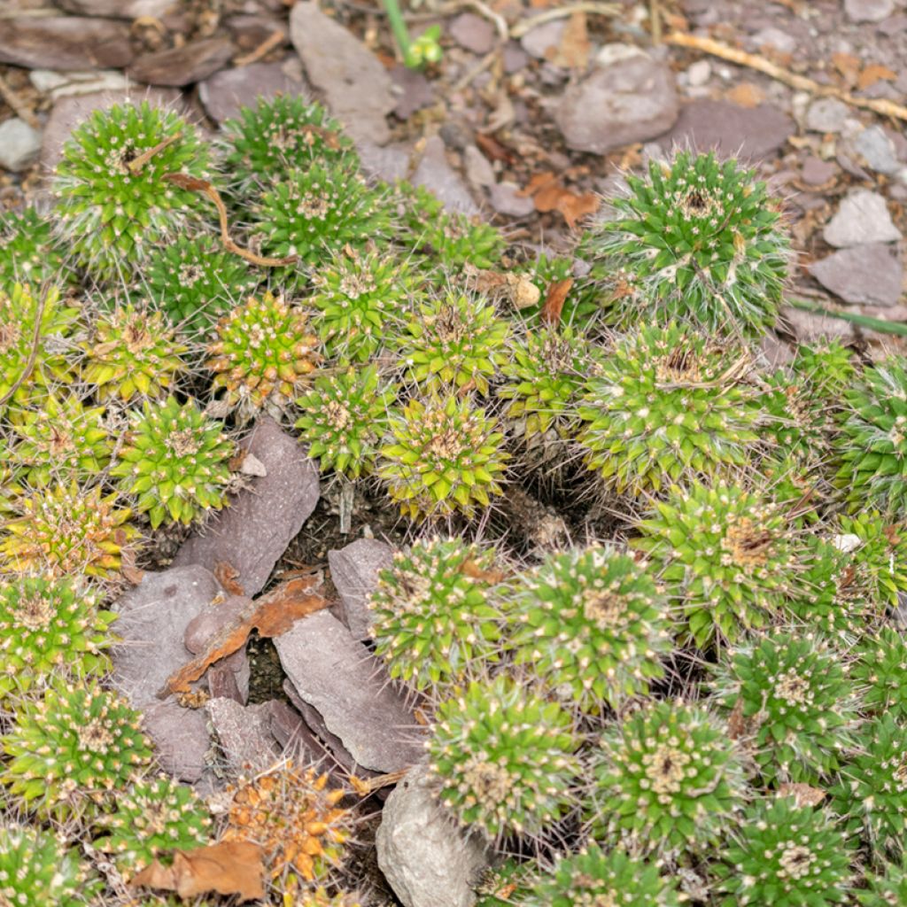 Mammillaria compressa - Tepelcactus