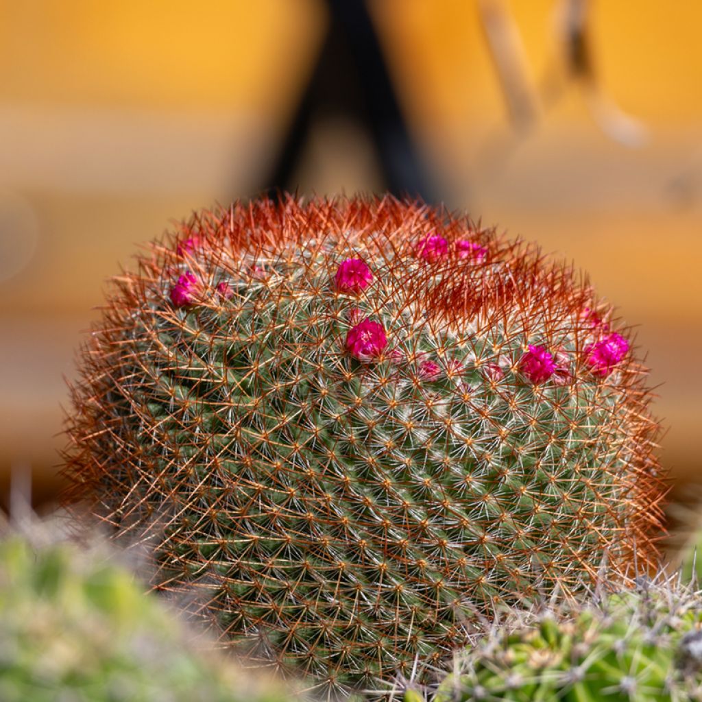 Mammillaria ernestii rubrispina - Tepelcactus