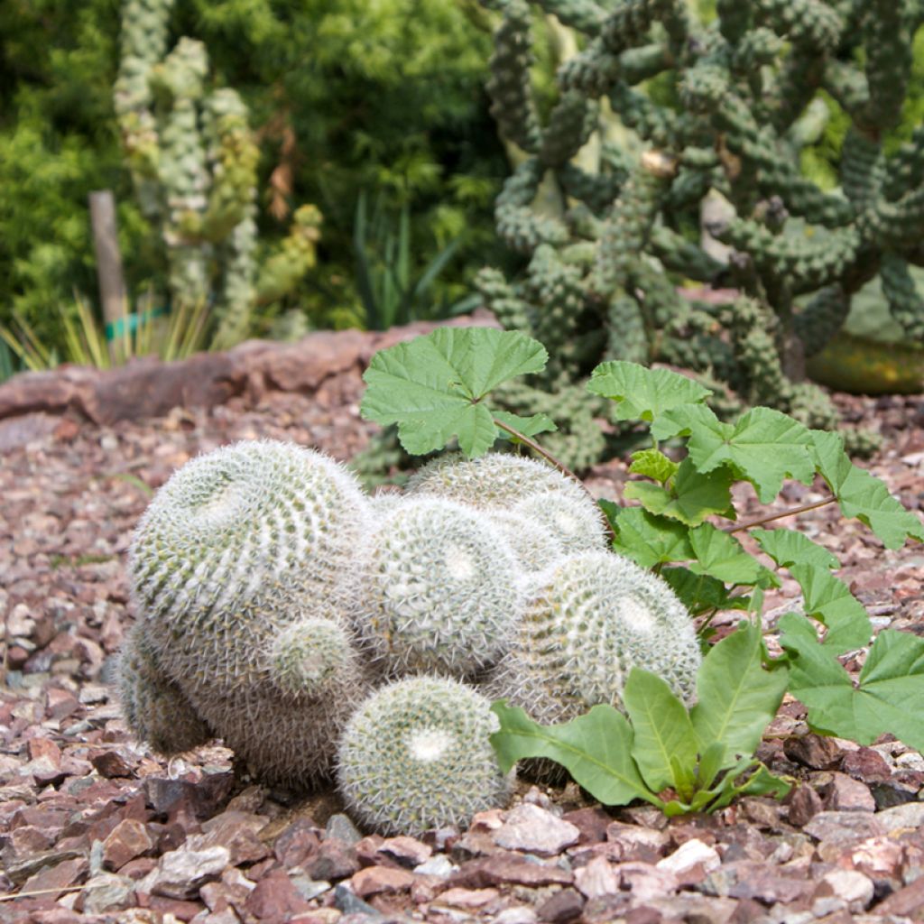 Mammillaria hahniana - Tepelcactus