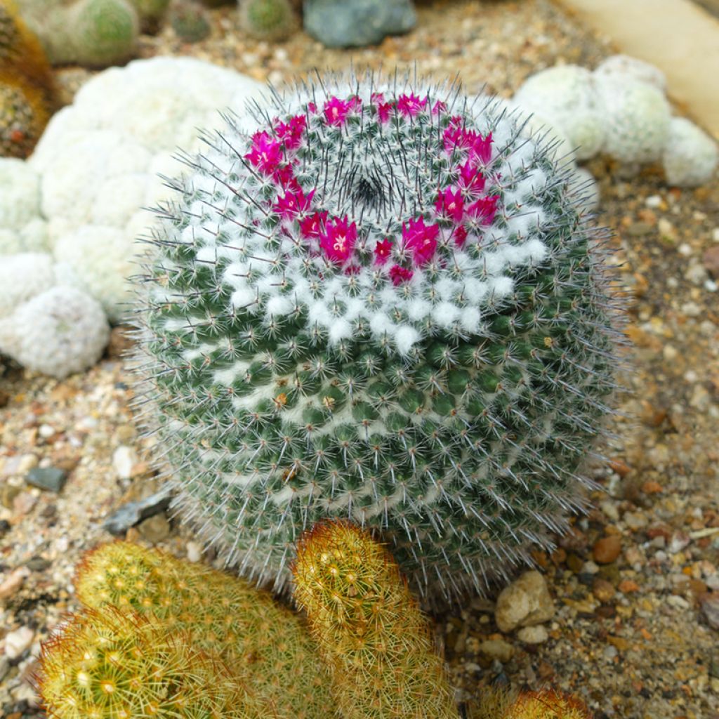 Mammillaria hahniana - Tepelcactus
