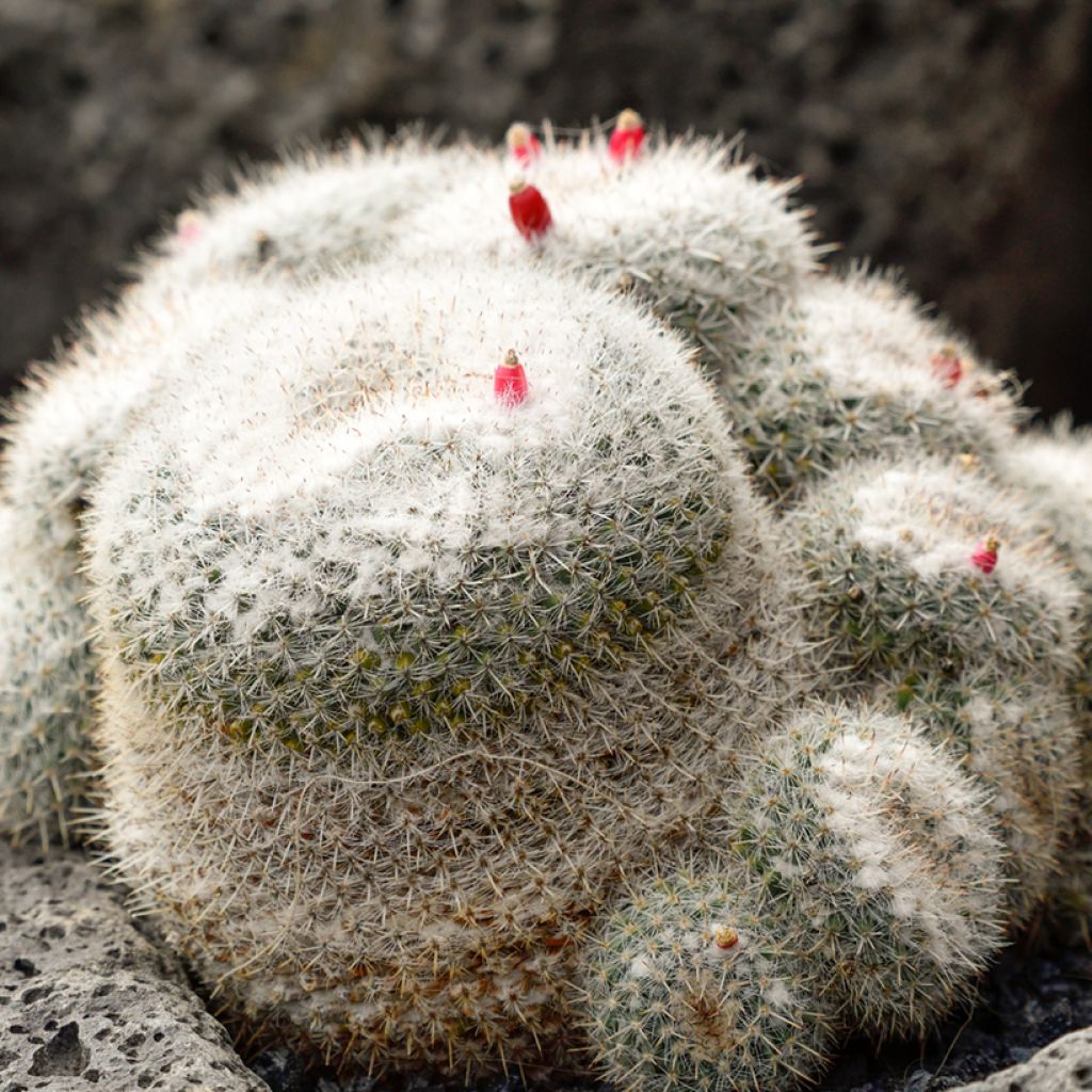 Mammillaria hahniana - Tepelcactus