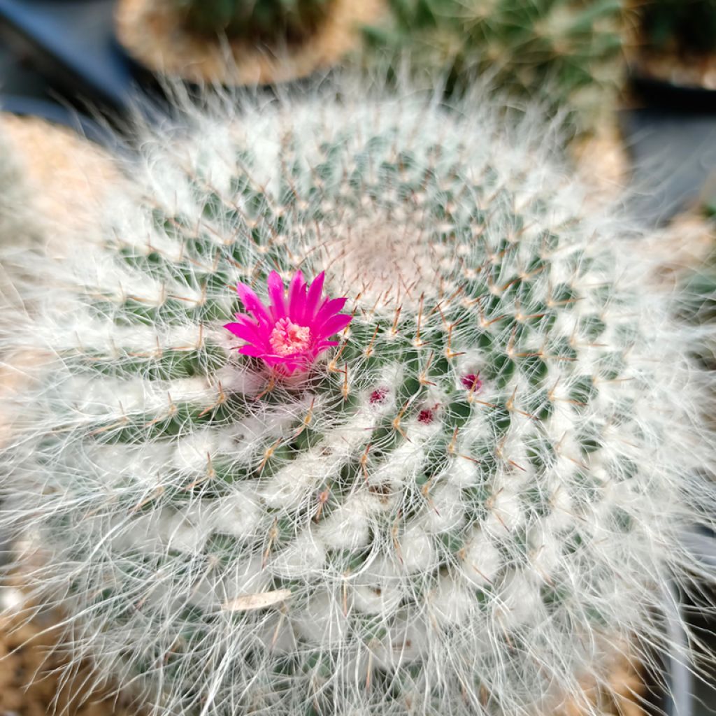 Mammillaria hahniana - Tepelcactus