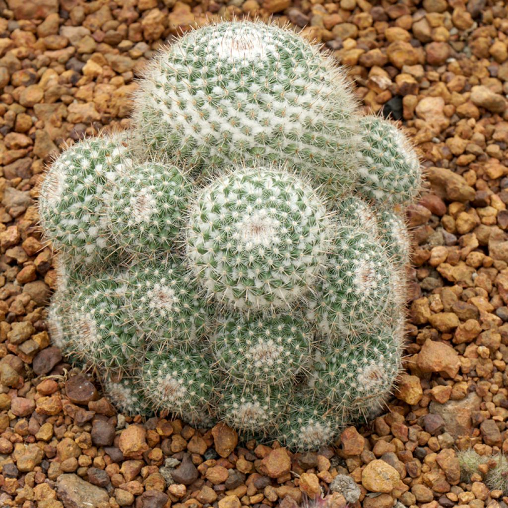 Mammillaria hahniana - Tepelcactus