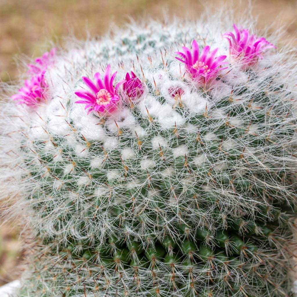 Mammillaria hahniana - Tepelcactus