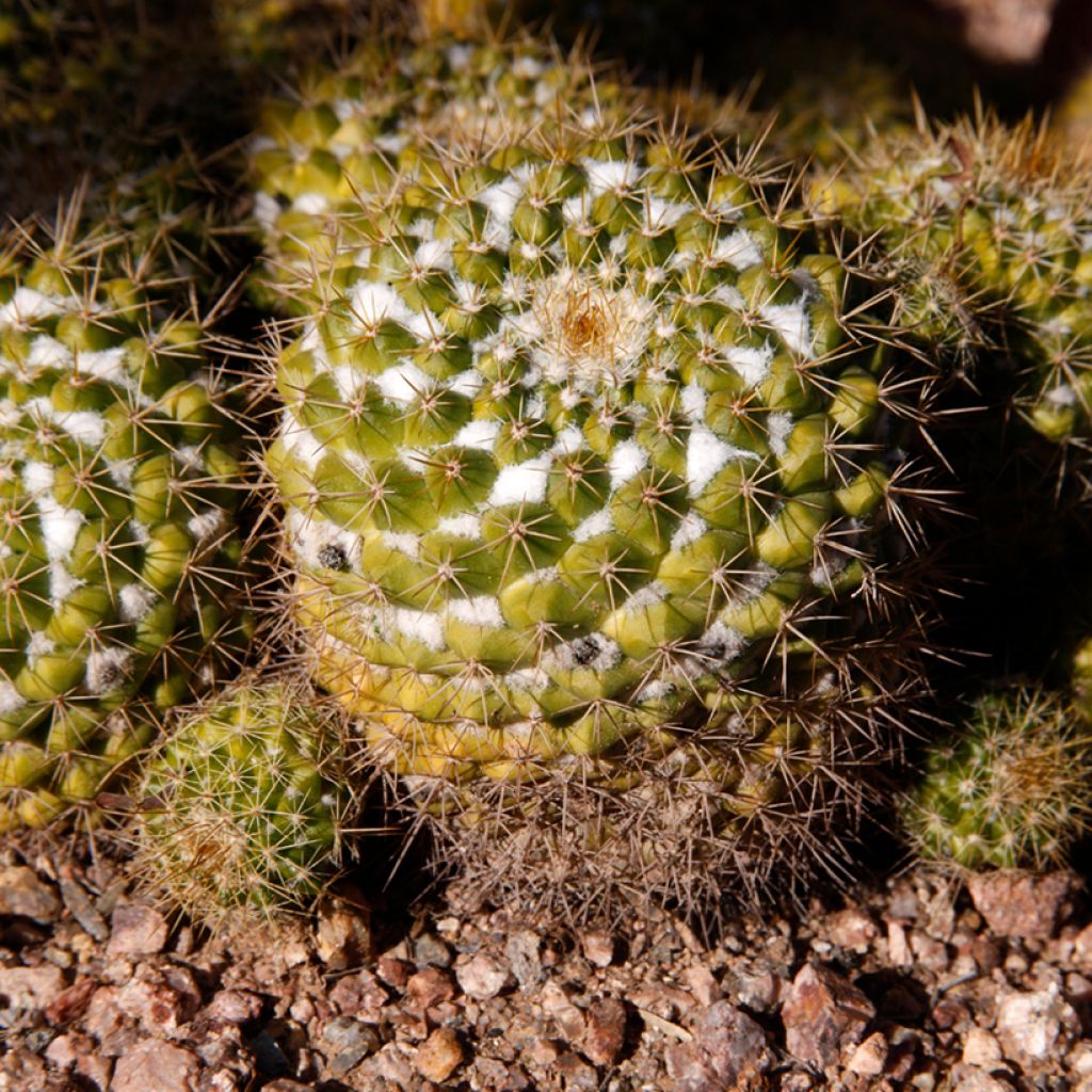 Mammillaria marksiana - Tepelcactus