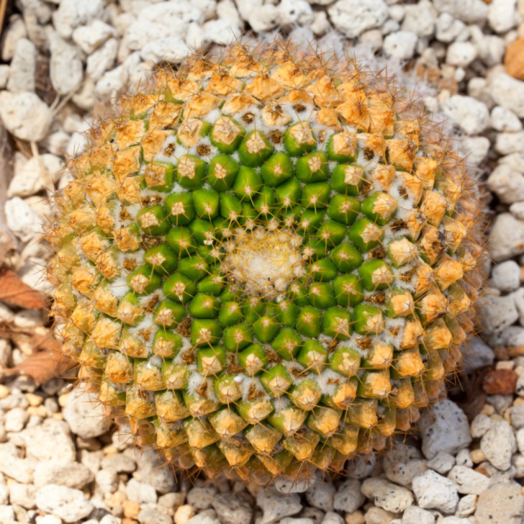 Mammillaria marksiana - Tepelcactus