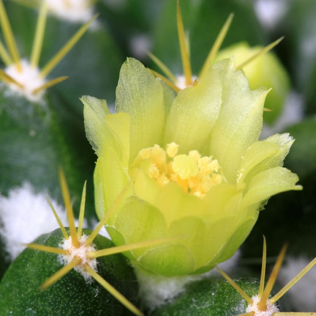 Mammillaria marksiana - Tepelcactus