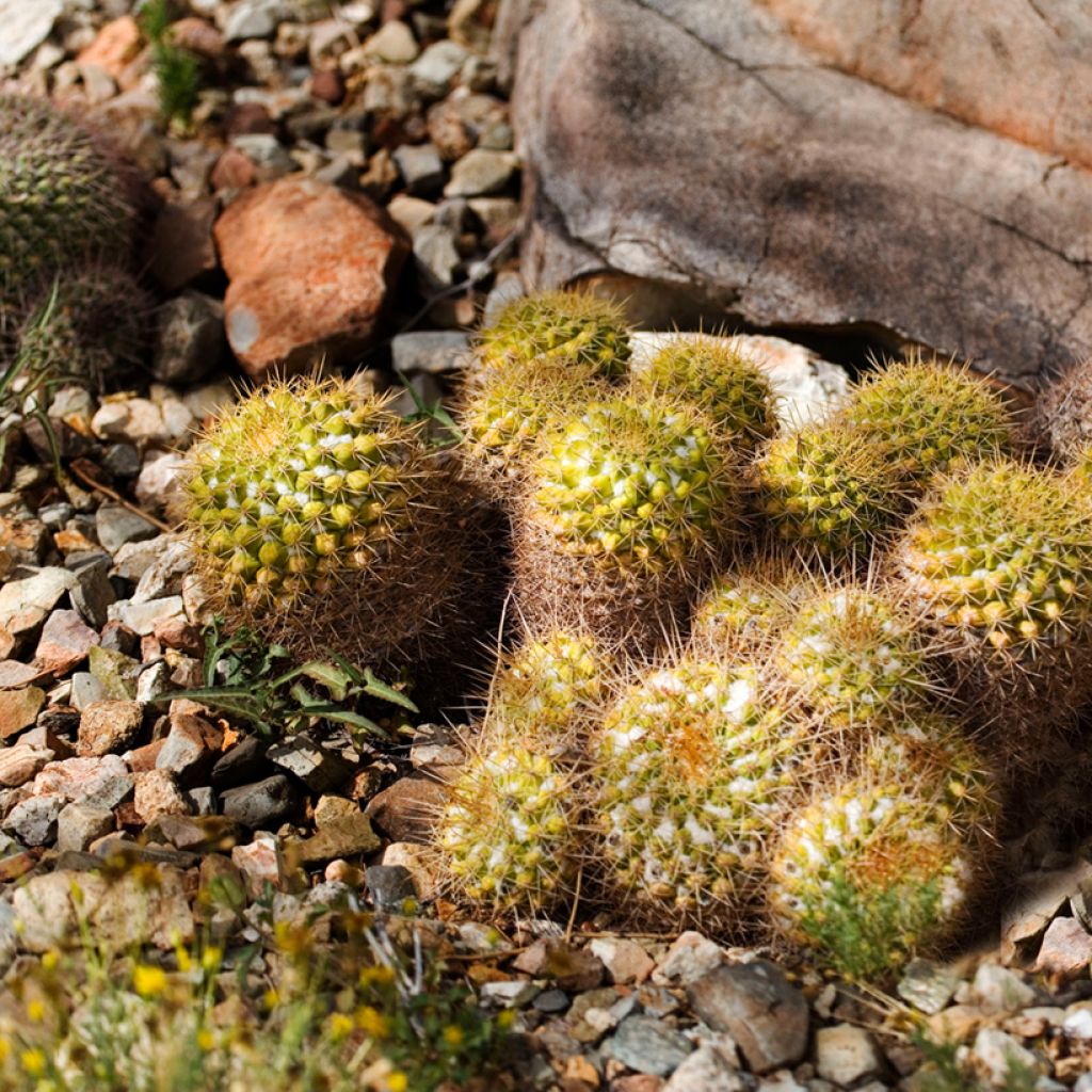 Mammillaria marksiana - Tepelcactus
