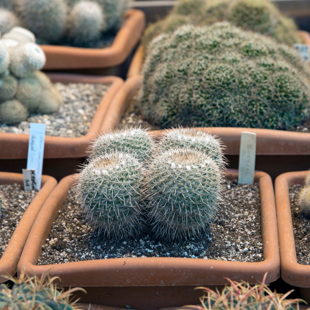 Mammillaria muehlenpfordtii - Tepelcactus