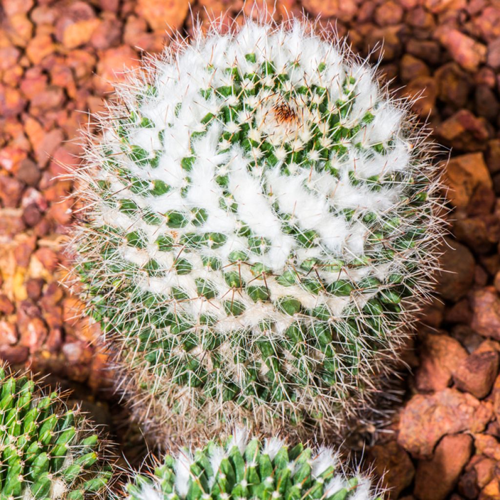 Mammillaria pringlei - Tepelcactus