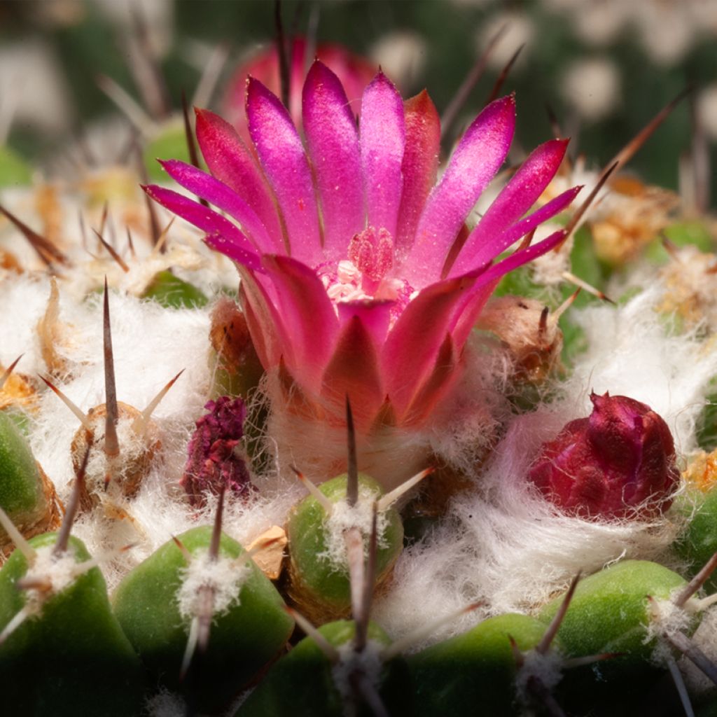 Mammillaria pringlei - Tepelcactus