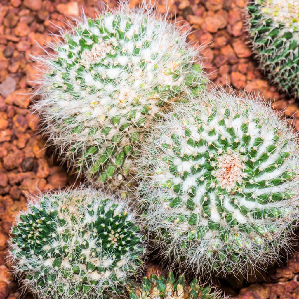 Mammillaria pringlei - Tepelcactus