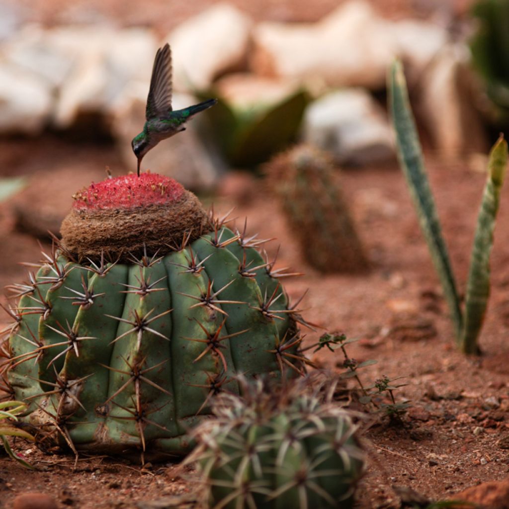 Melocactus bahiensis - Turkse muts