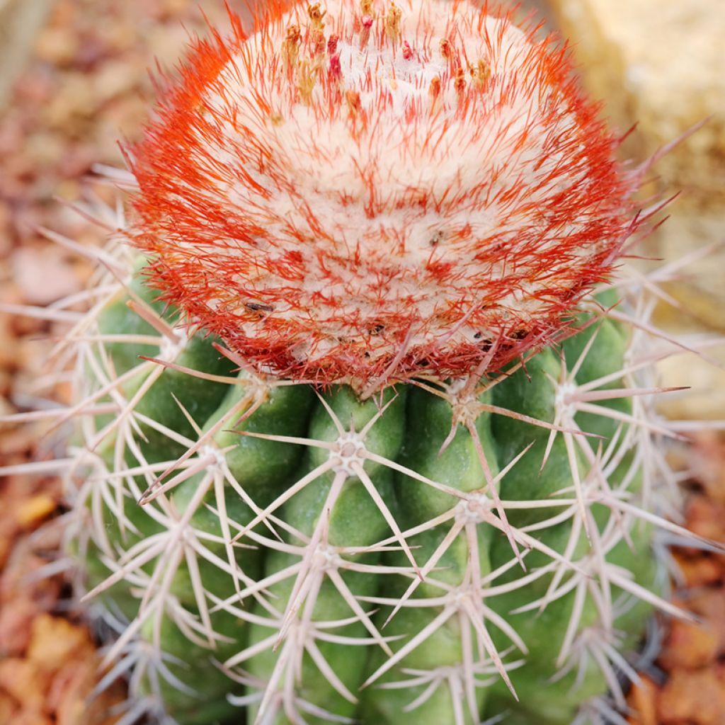 Melocactus bahiensis - Turkse muts