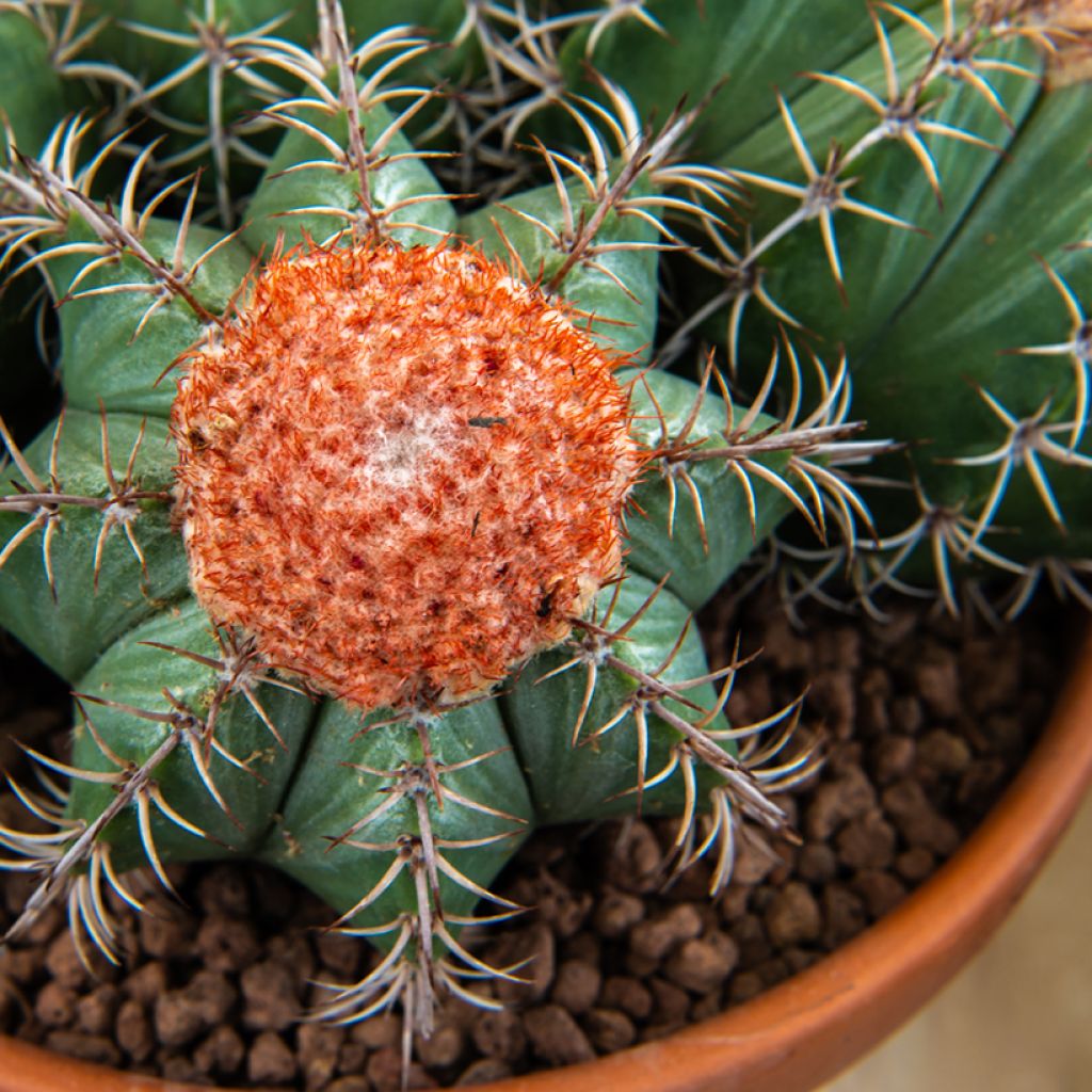Melocactus bahiensis - Turkse muts