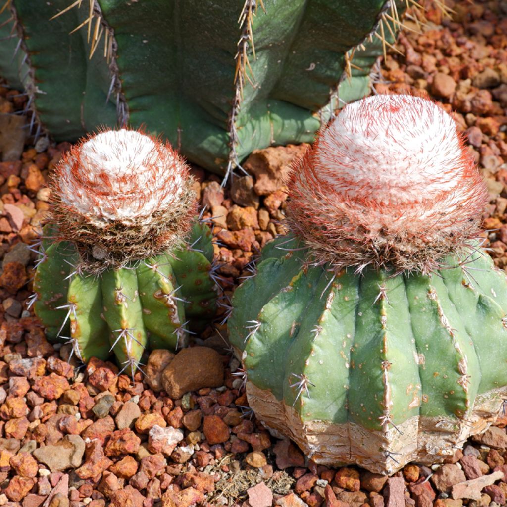 Melocactus bahiensis - Turkse muts