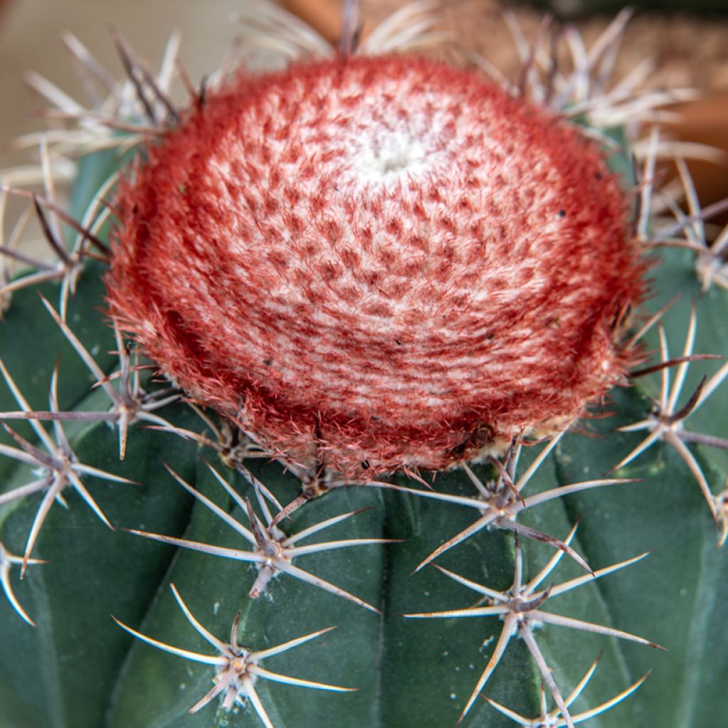 Melocactus bahiensis - Turkse muts
