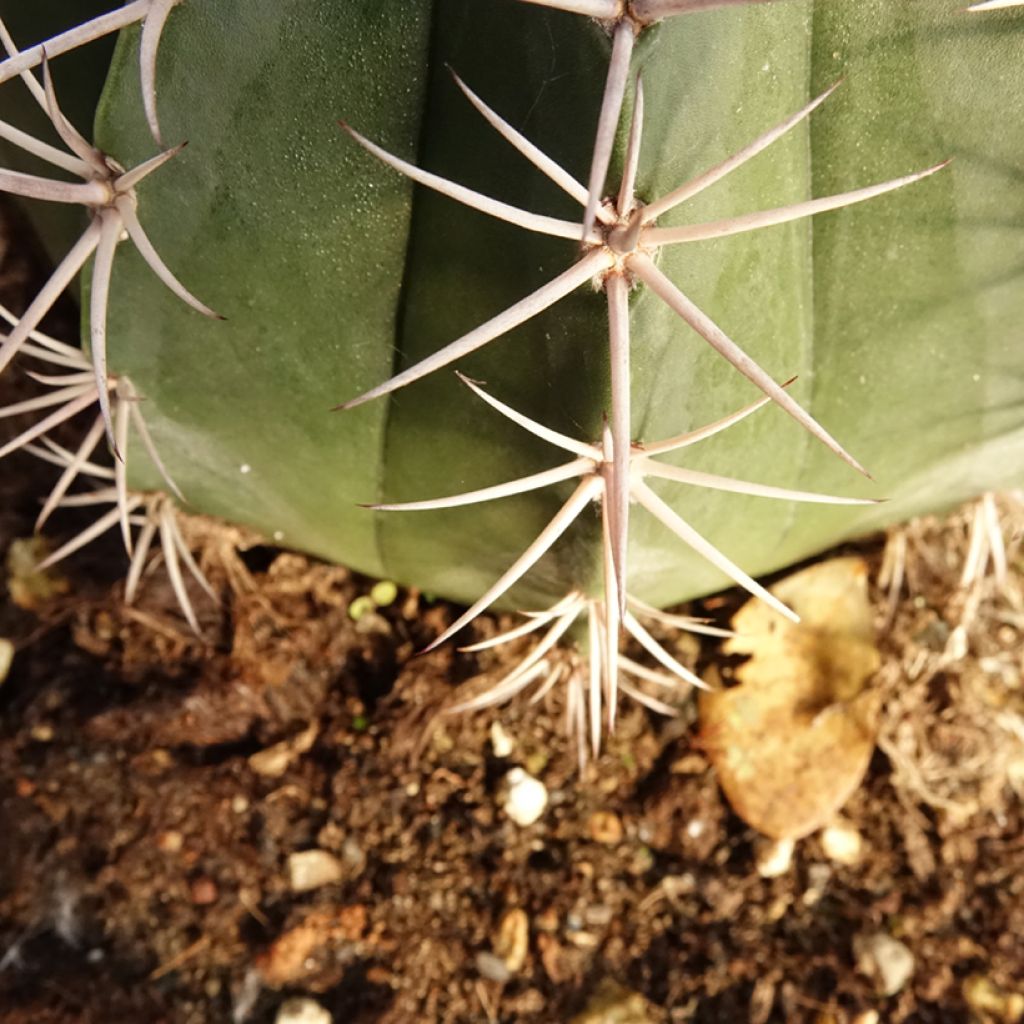 Melocactus bahiensis - Turkse muts