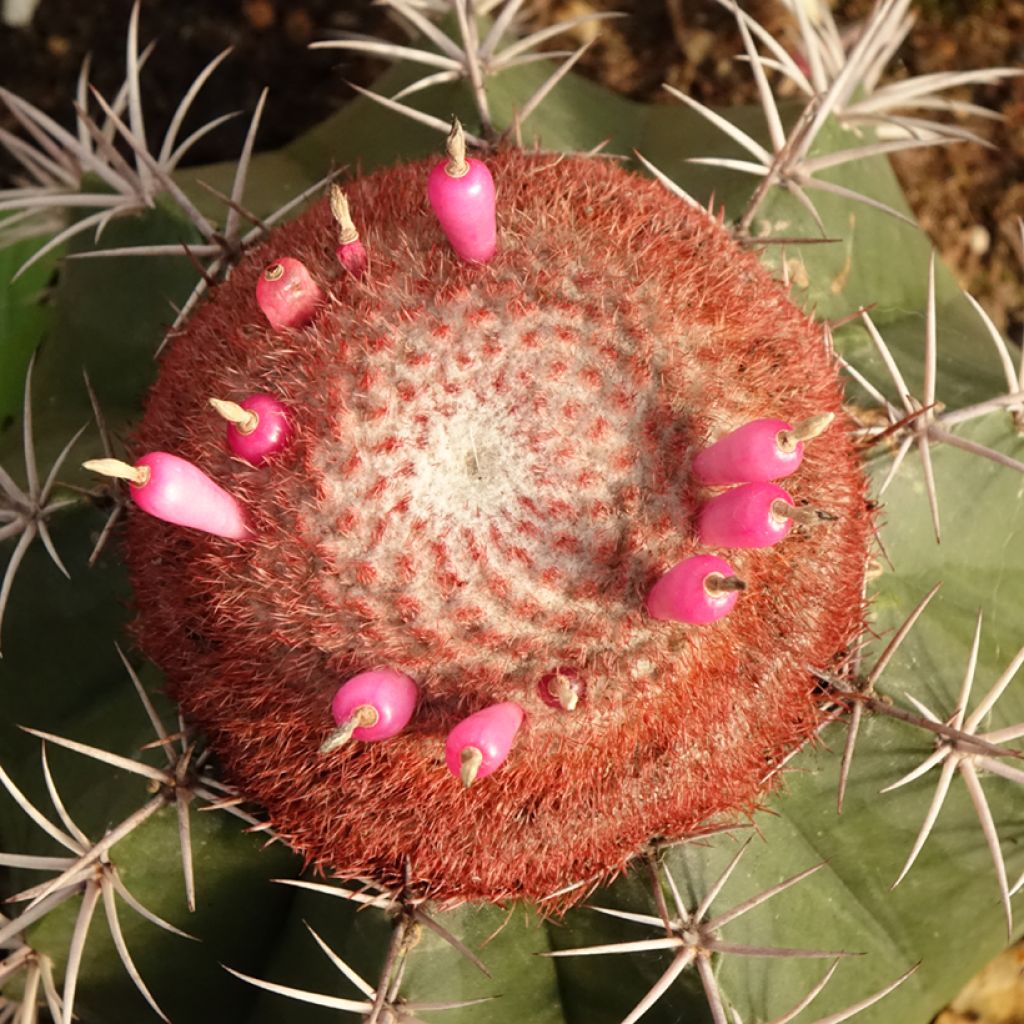 Melocactus bahiensis - Turkse muts