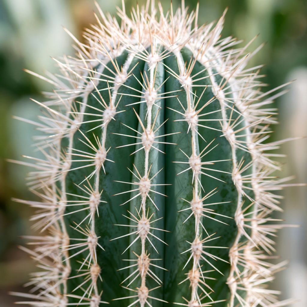 Pachycereus pringlei - Kaarscactus