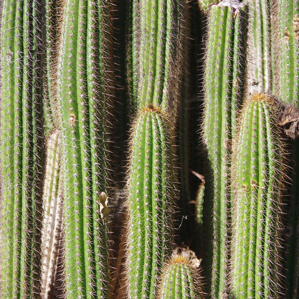 Pachycereus pringlei - Kaarscactus