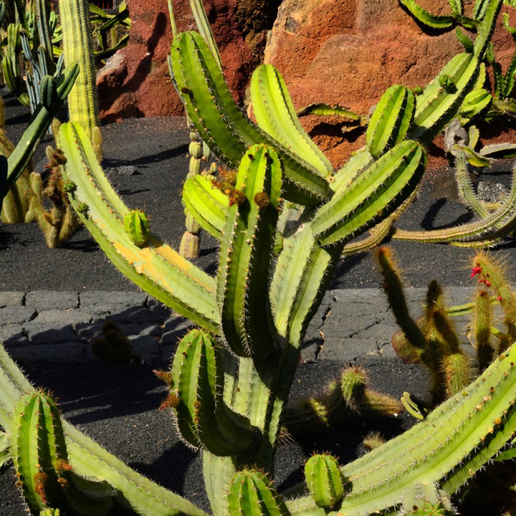 Polaskia chende - Cactus