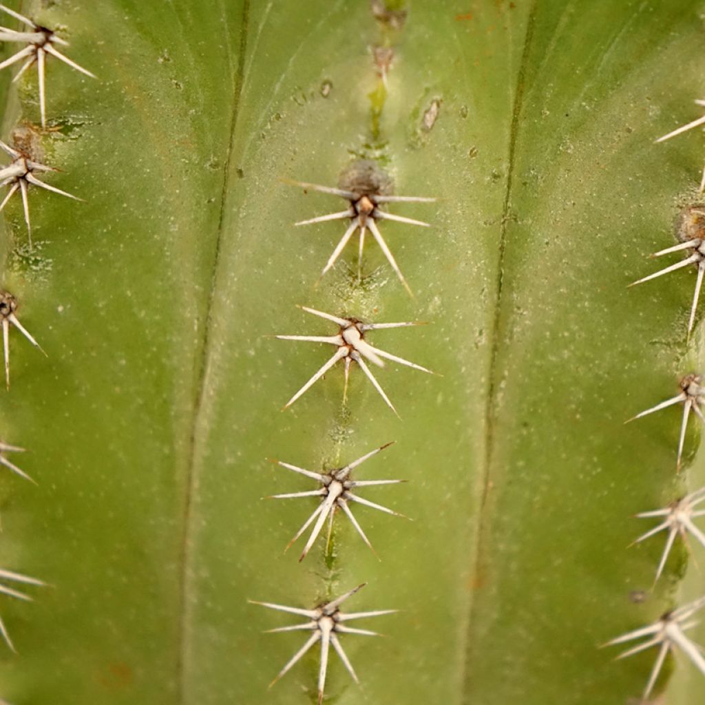 Polaskia chichipe - Cactus