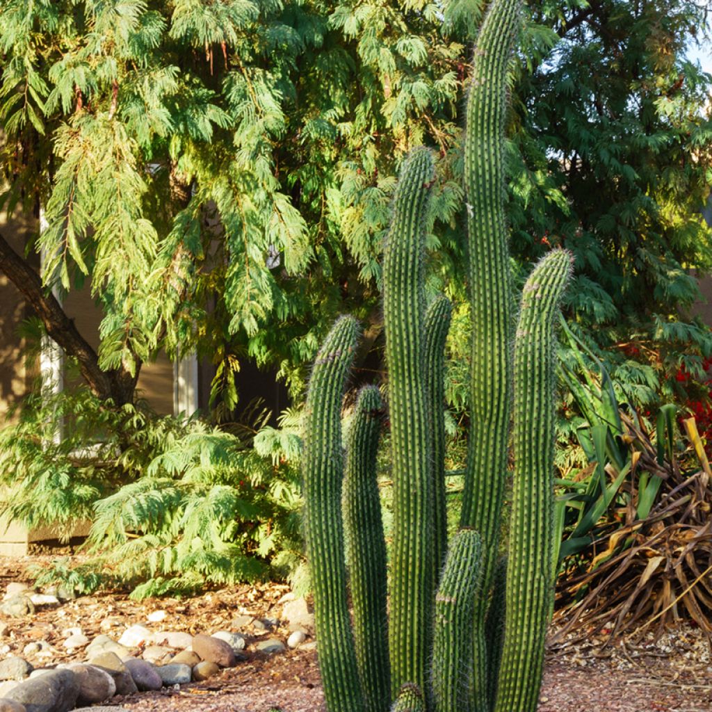 Stenocereus griseus - Zuilcactus