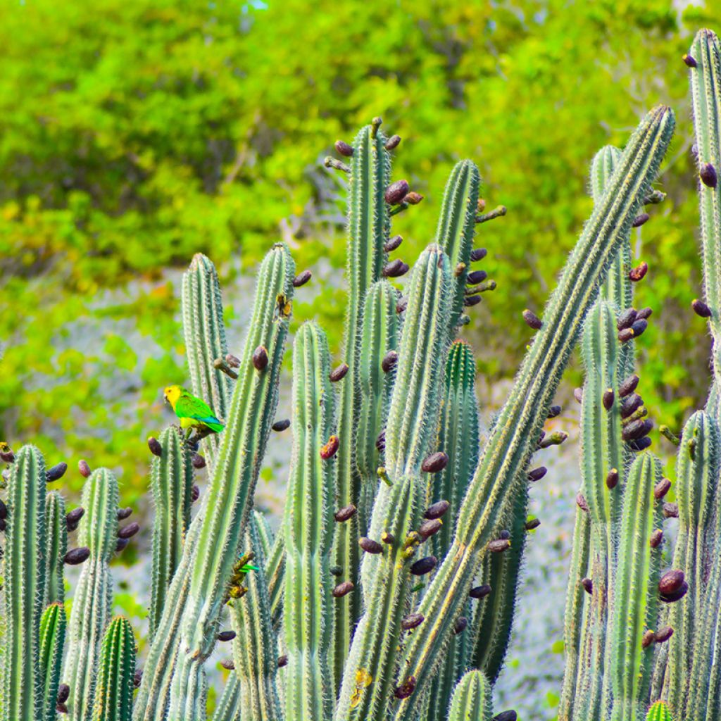 Stenocereus griseus - Zuilcactus