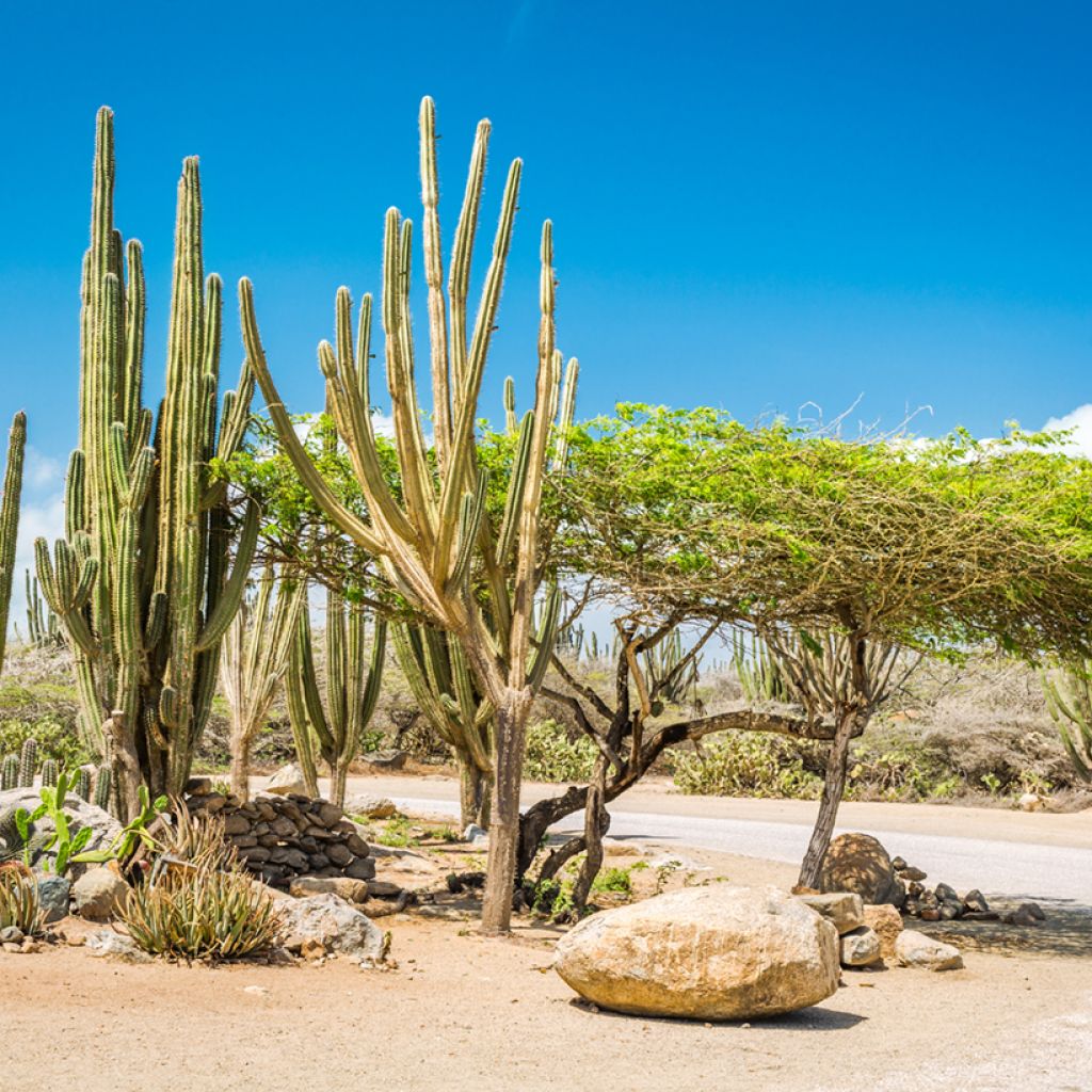 Stenocereus griseus - Zuilcactus