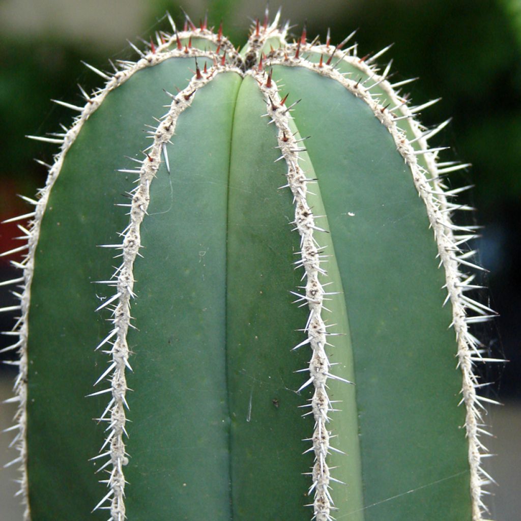 Stenocereus marginatus - Zuilcactus