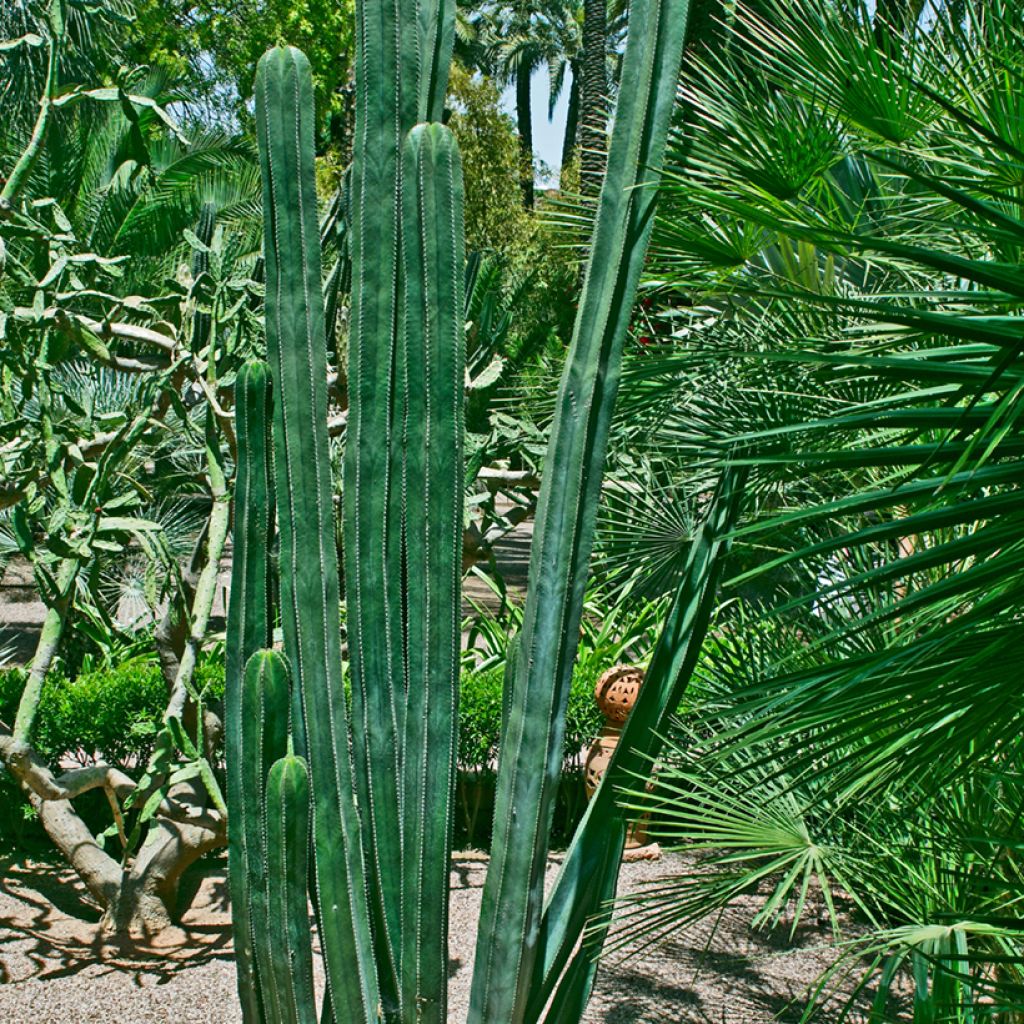 Stenocereus marginatus - Zuilcactus