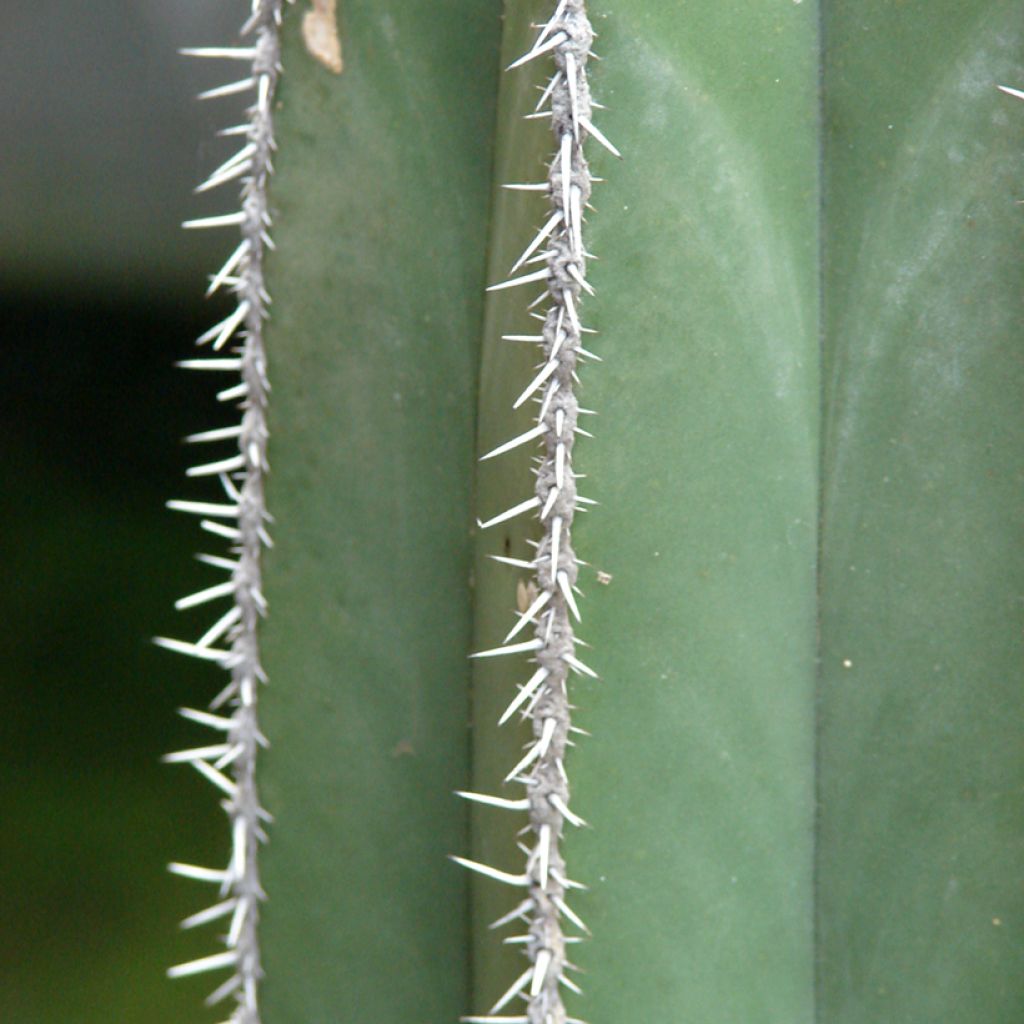Stenocereus marginatus - Zuilcactus