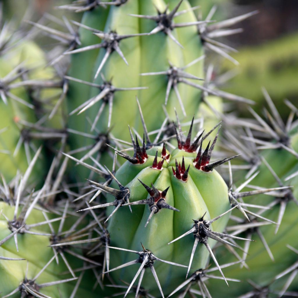 Stetsonia coryne - Tandenstoker cactus