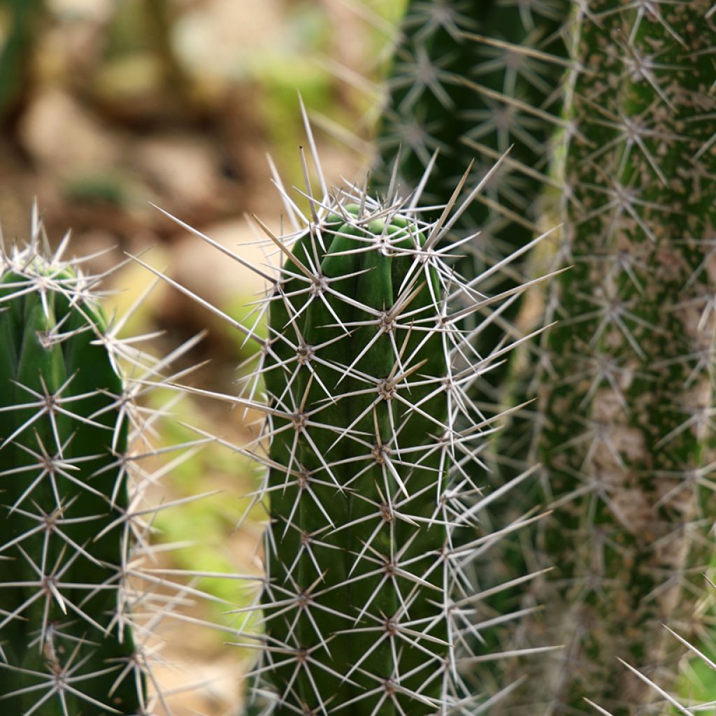 Stetsonia coryne - Tandenstoker cactus