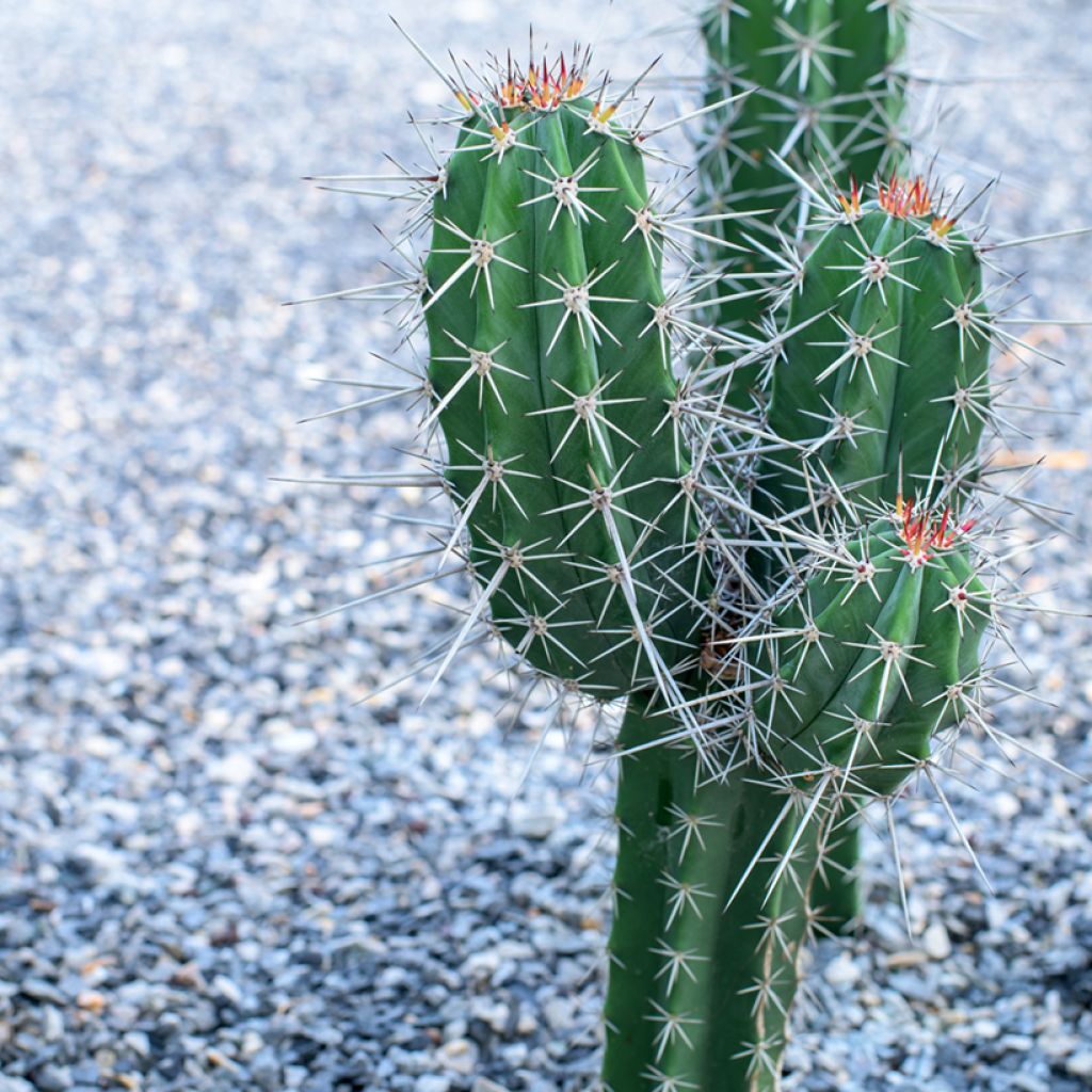 Stetsonia coryne - Tandenstoker cactus