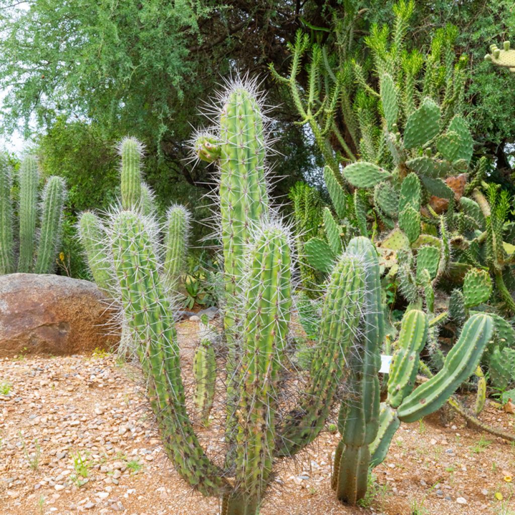 Stetsonia coryne - Tandenstoker cactus