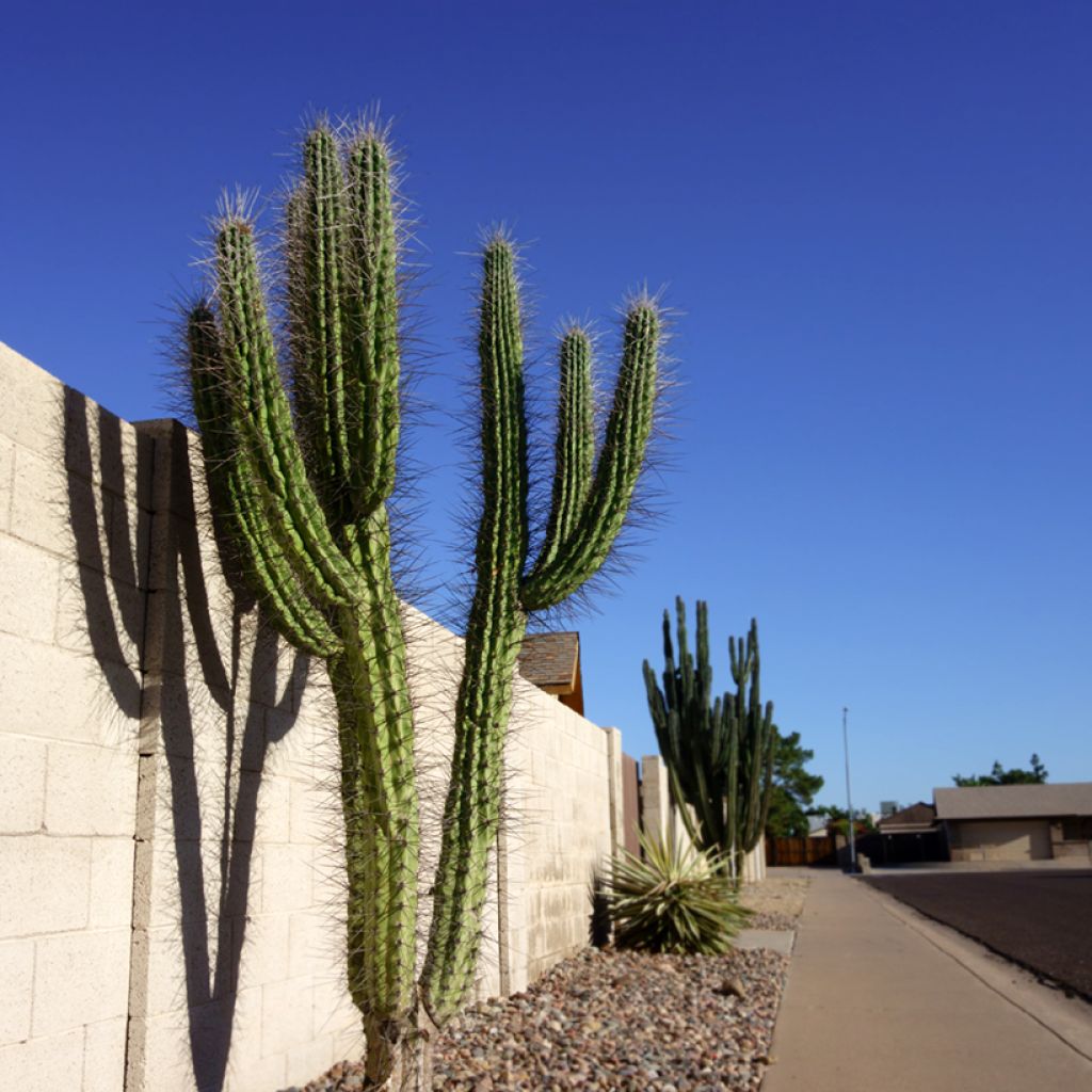 Stetsonia coryne - Tandenstoker cactus