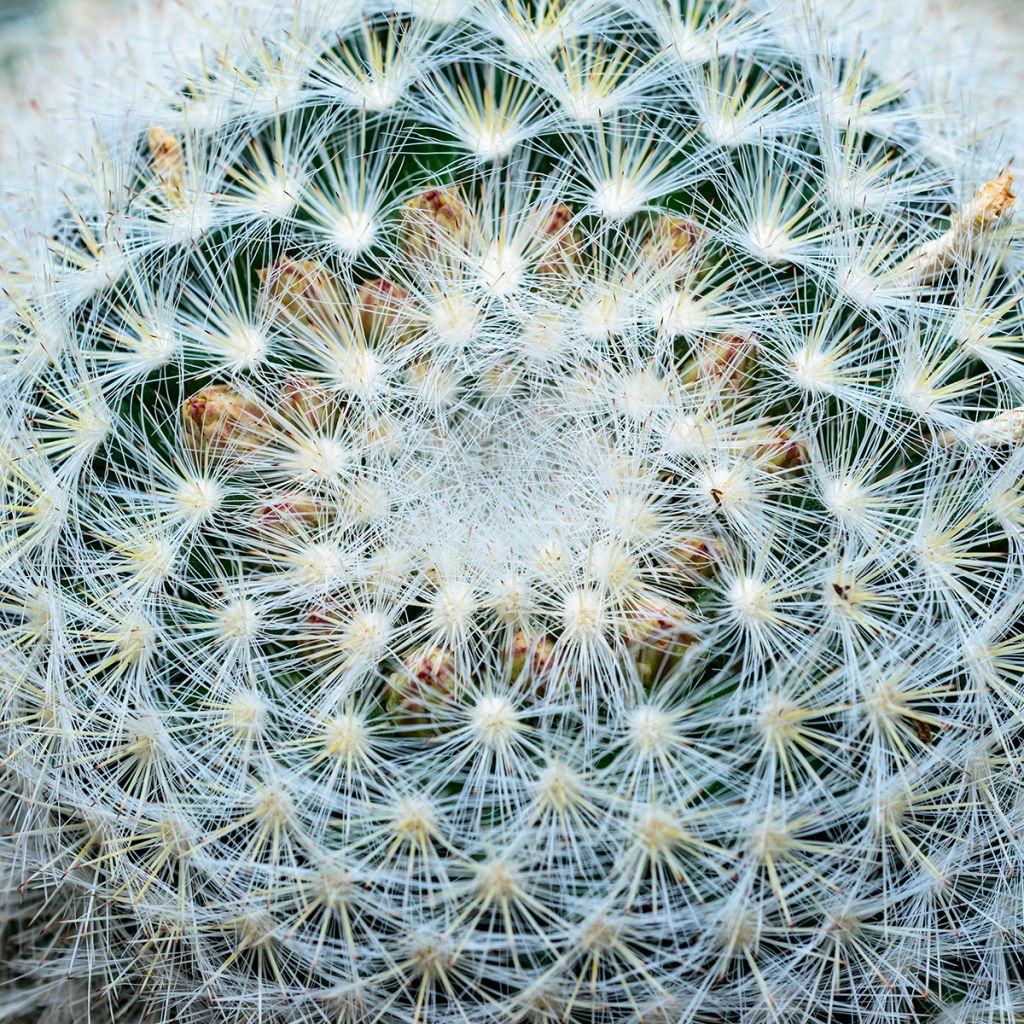 Mammillaria baxteriana - Tepelcactus
