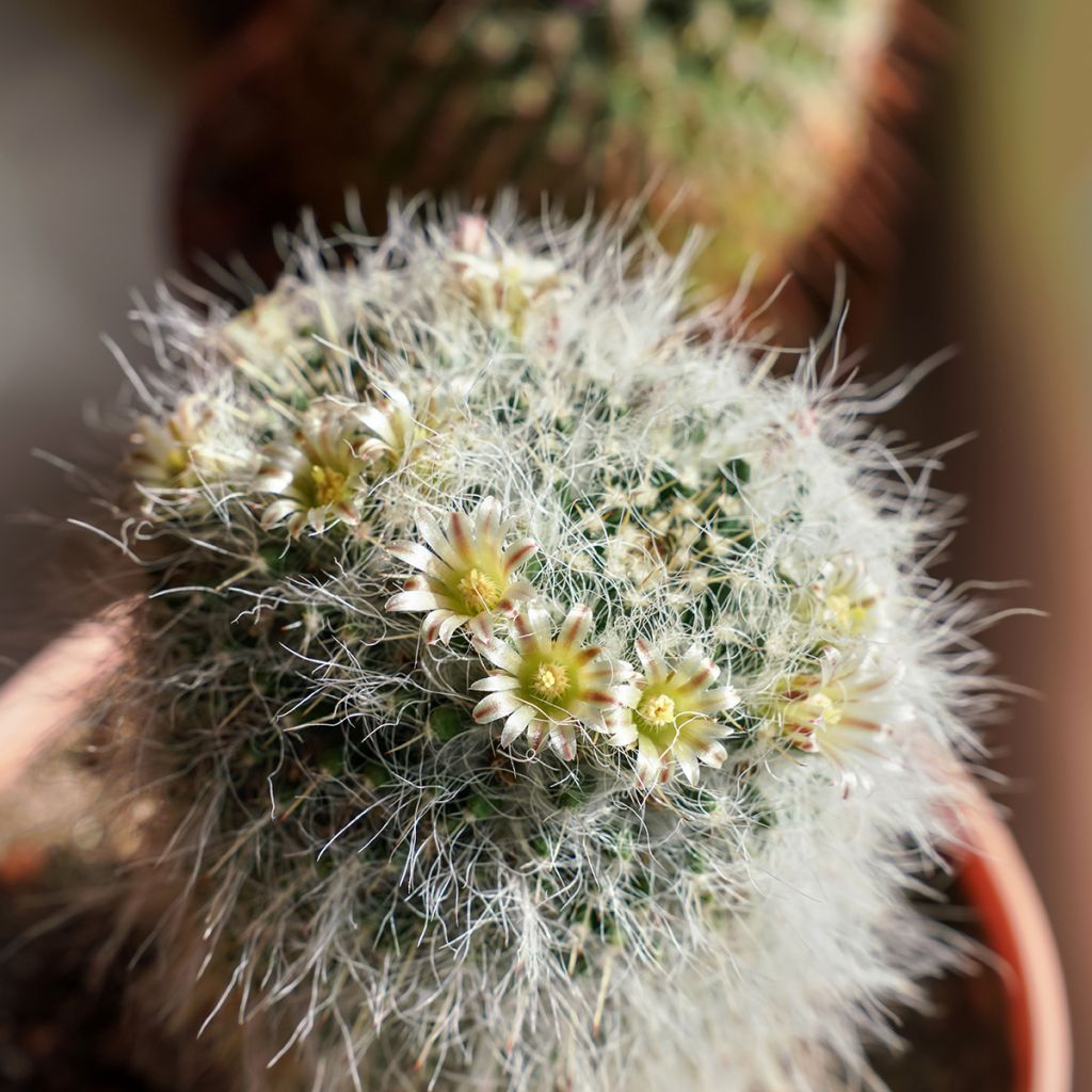 Mammillaria baxteriana - Tepelcactus