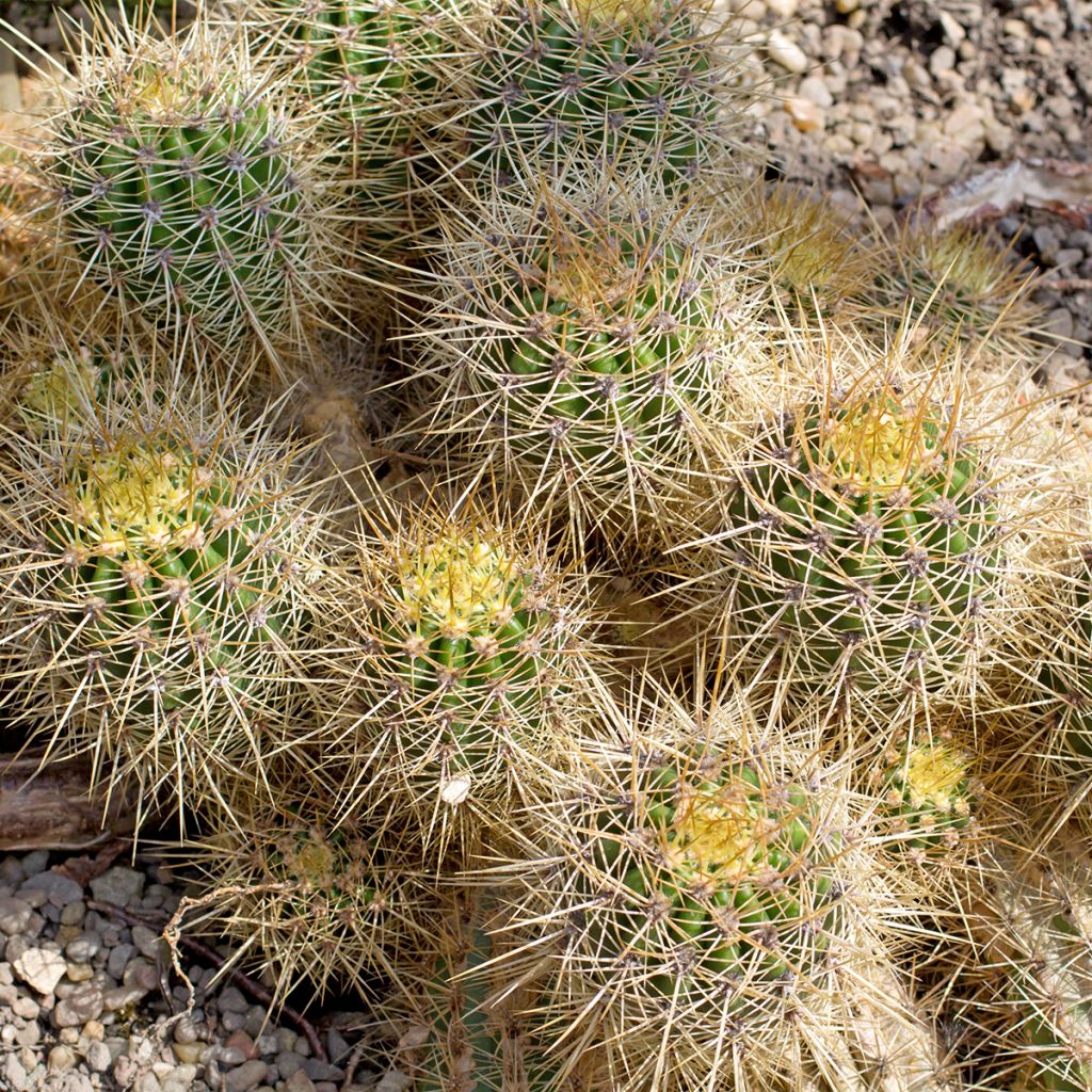 Mammillaria baxteriana - Tepelcactus