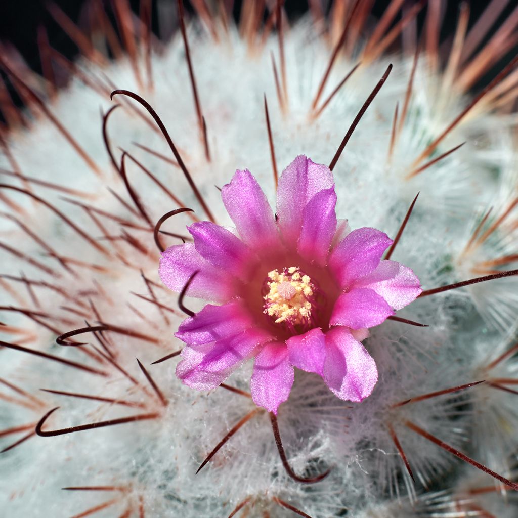 Mammillaria bombycina - Tepelcactus