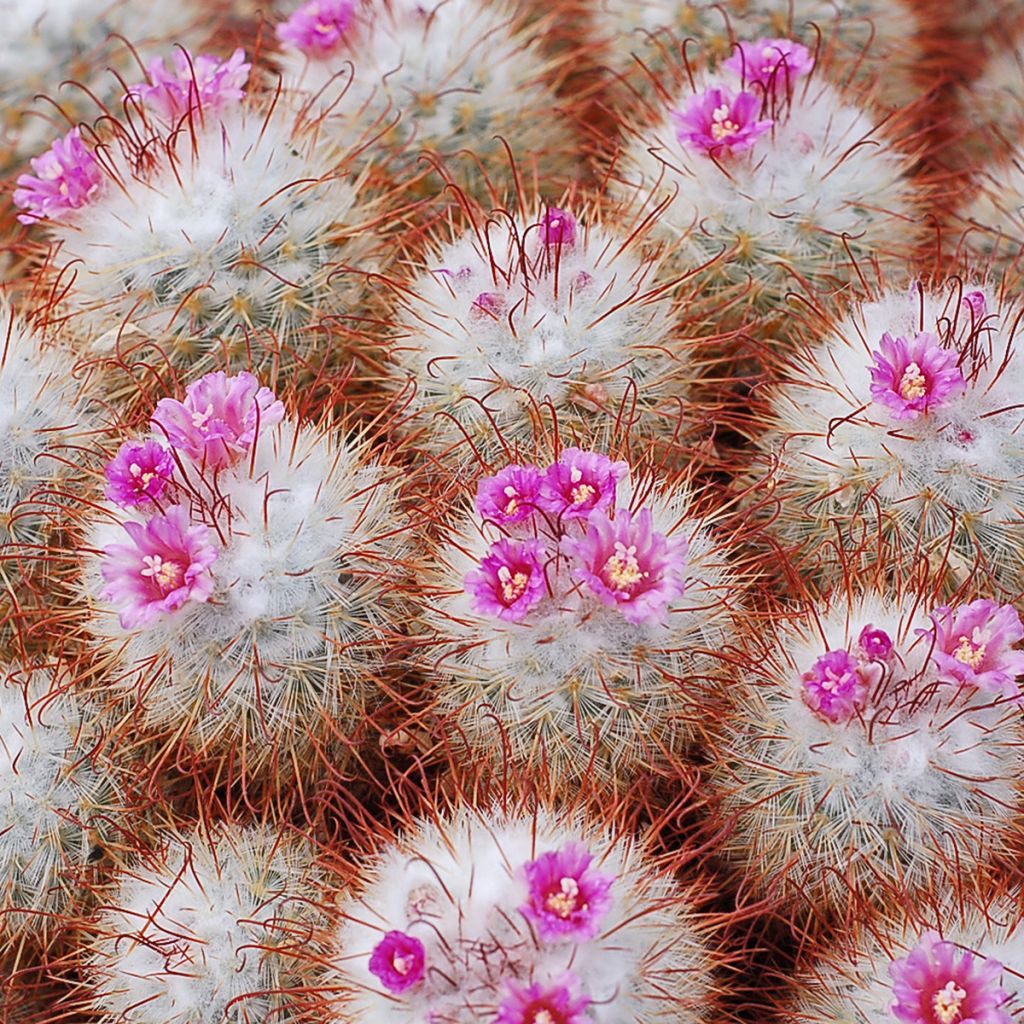Mammillaria bombycina - Tepelcactus