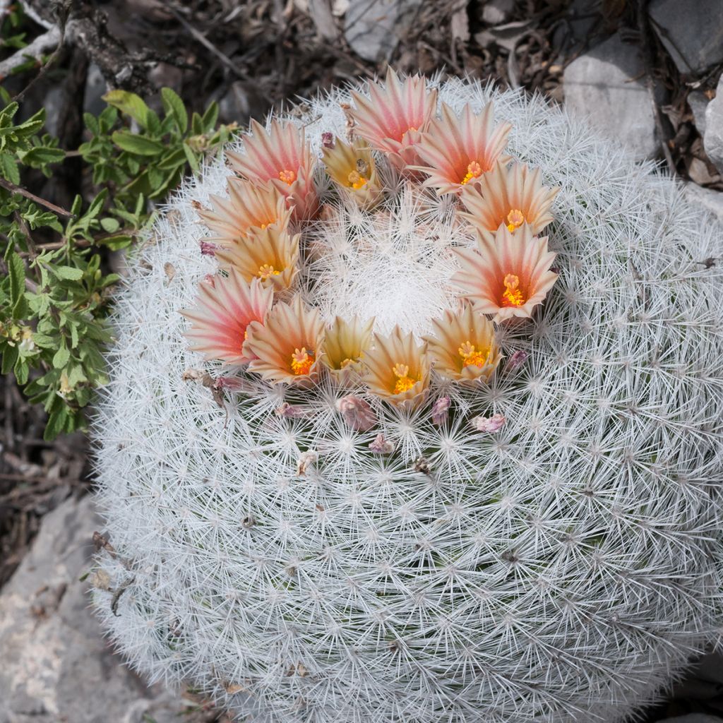 Mammillaria candida - Tepelcactus