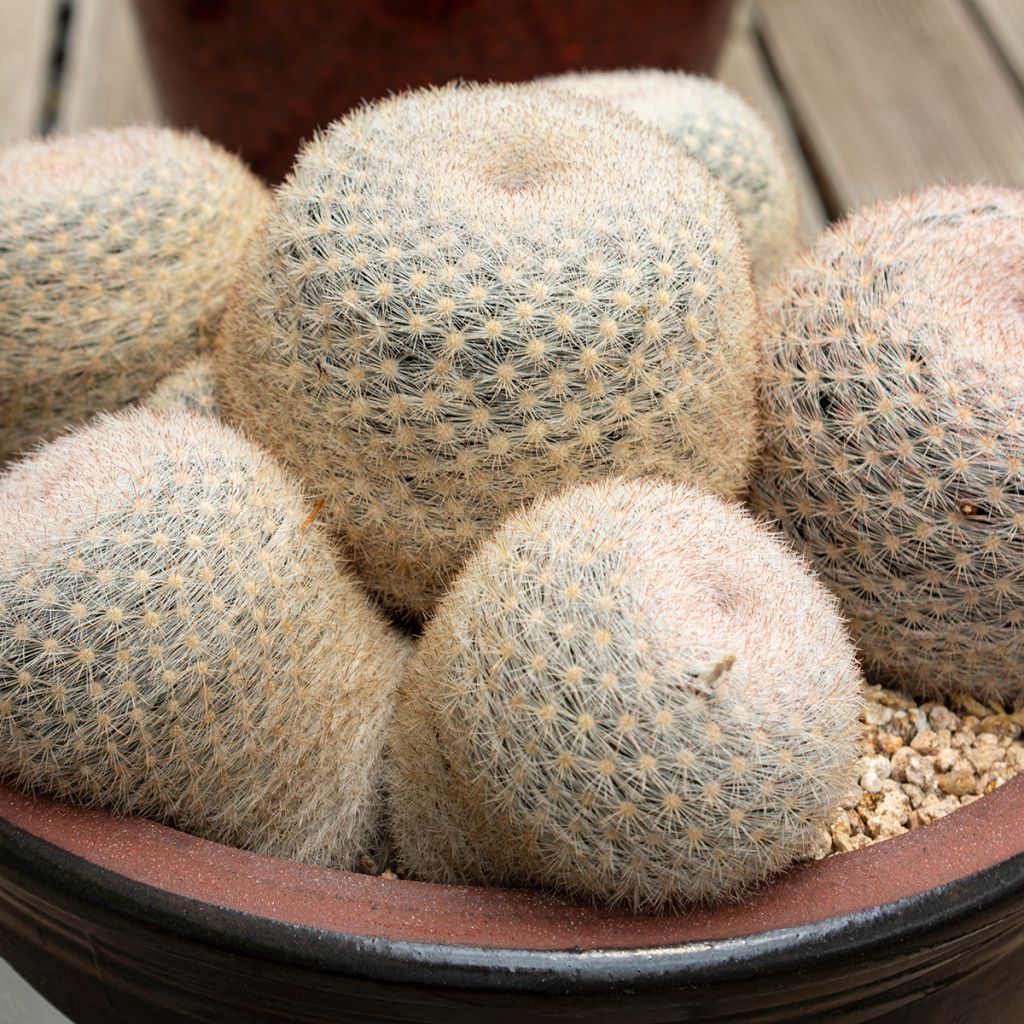 Mammillaria candida - Tepelcactus